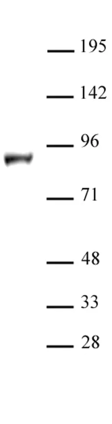 Anti Mouse LSD2 Antibody gallery image 1