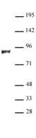 Anti Mouse LSD2 Antibody thumbnail image 1