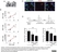 Anti Mouse MCP-1 Antibody thumbnail image 1