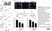 Anti Mouse MCP-1 Antibody thumbnail image 1