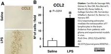 Anti Mouse MCP-1 Antibody gallery image 2