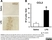 Anti Mouse MCP-1 Antibody thumbnail image 2