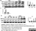 Anti Mouse MCP-1 Antibody thumbnail image 3