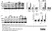 Anti Mouse MCP-1 Antibody thumbnail image 3