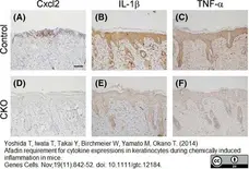 Anti Mouse MIP-2 Antibody gallery image 1