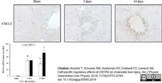 Anti Mouse MIP-2 Antibody gallery image 2