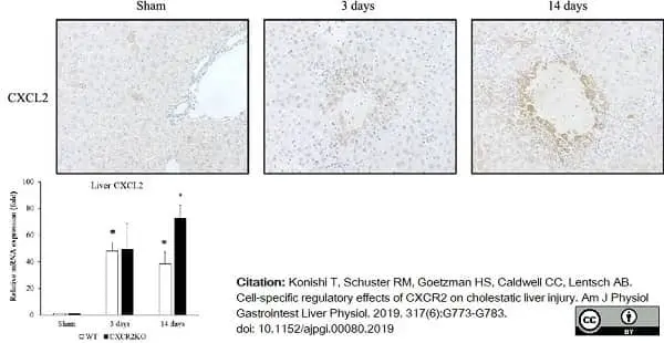 Anti Mouse MIP-2 Antibody gallery image 2