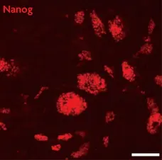 Anti Mouse NANOG Antibody gallery image 1