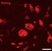 Anti Mouse NANOG Antibody thumbnail image 1