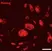 Anti Mouse NANOG Antibody thumbnail image 1