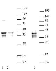 Anti Mouse NANOG Antibody gallery image 2