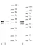 Anti Mouse NANOG Antibody thumbnail image 2