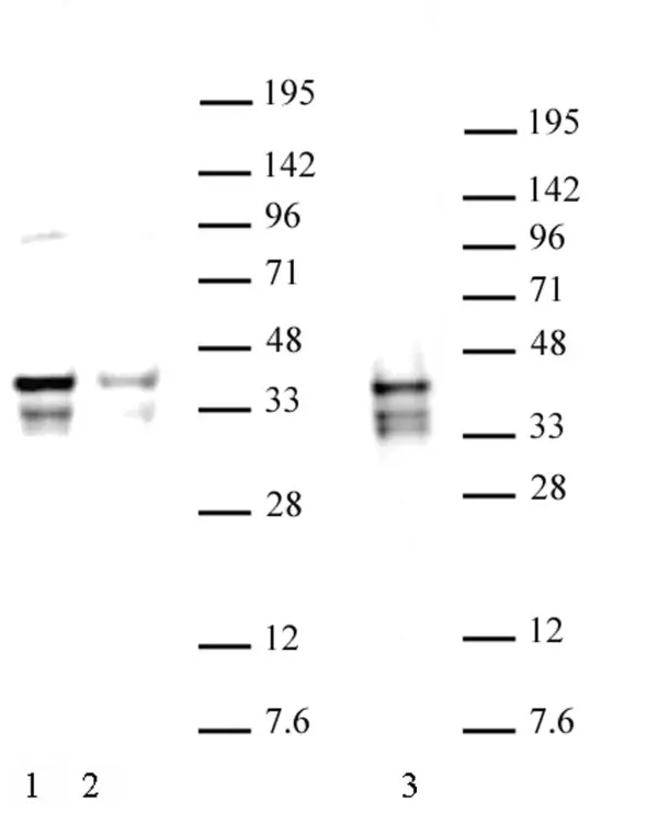 Anti Mouse NANOG Antibody gallery image 2