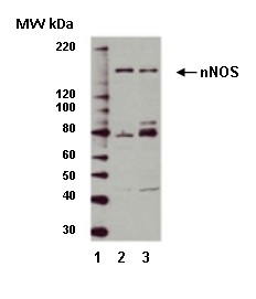 Anti nNOS Antibody gallery image 1