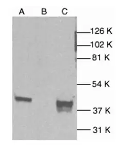 Anti p38 Alpha MAPK Antibody gallery image 1