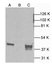 Anti p38 Alpha MAPK Antibody thumbnail image 1
