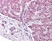 Anti PPAR Alpha Antibody thumbnail image 1