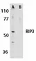 Anti RIP3 Antibody thumbnail image 1