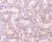 Anti RIP3 Antibody thumbnail image 2