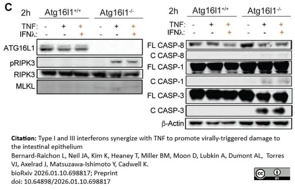Anti RIP3 Antibody gallery image 3