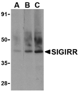 Anti SIGIRR (C-Terminal) Antibody gallery image 1