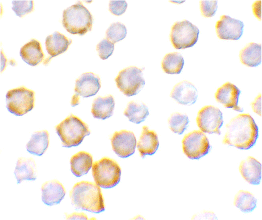 Anti SIGIRR (C-Terminal) Antibody gallery image 2
