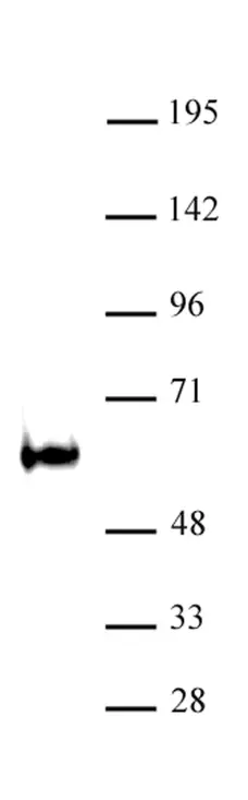 Anti Mouse TDG Antibody gallery image 1