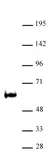 Anti Mouse TDG Antibody thumbnail image 1