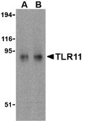 Anti Mouse TLR11 (C-Terminal) Antibody gallery image 1