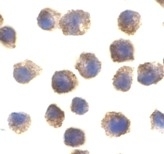 Anti Mouse TLR11 (C-Terminal) Antibody gallery image 2