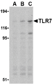 Anti Mouse TLR7 Antibody gallery image 1