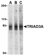 Anti Mouse TRIAD3A (N-Terminal) Antibody gallery image 1