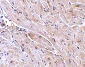 Anti Mouse TRIAD3A (N-Terminal) Antibody gallery image 2
