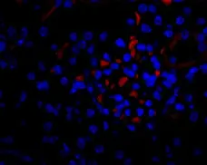 Anti Mouse VEGF Antibody gallery image 1