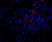 Anti Mouse VEGF Antibody thumbnail image 1