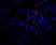 Anti Mouse VEGF Antibody thumbnail image 1
