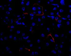 Anti Mouse VEGF Antibody gallery image 2