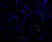 Anti Mouse VEGF Antibody thumbnail image 2