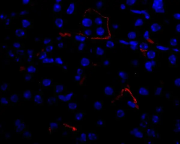 Anti Mouse VEGF Antibody gallery image 2