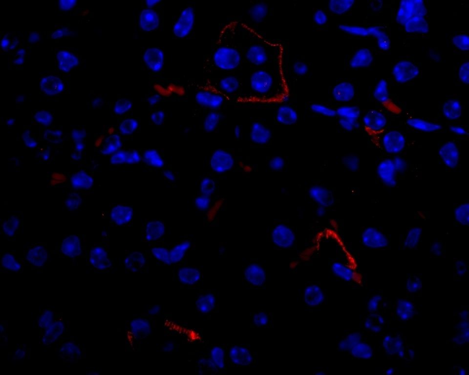 Anti Mouse VEGF Antibody gallery image 2