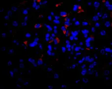 Anti Mouse VEGF Antibody gallery image 3