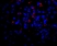 Anti Mouse VEGF Antibody thumbnail image 3