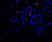 Anti Mouse VEGF Antibody thumbnail image 3