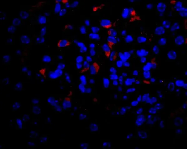 Anti Mouse VEGF Antibody gallery image 3