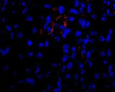 Anti Mouse VEGF Antibody gallery image 4