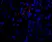 Anti Mouse VEGF Antibody thumbnail image 4