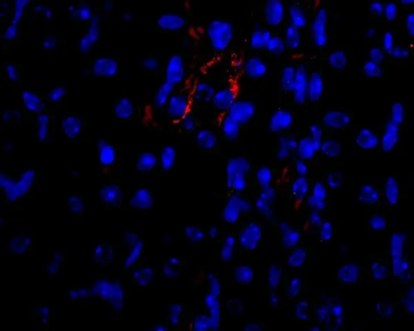 Anti Mouse VEGF Antibody gallery image 4