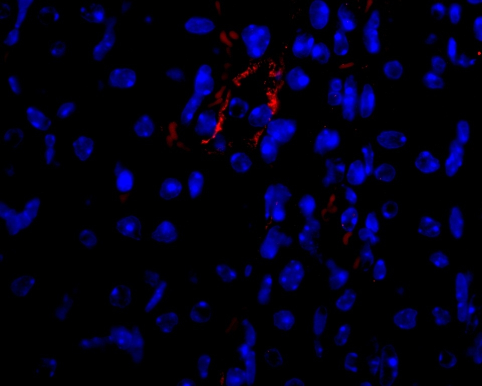 Anti Mouse VEGF Antibody gallery image 4