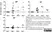 Anti Pig IgA Antibody thumbnail image 1