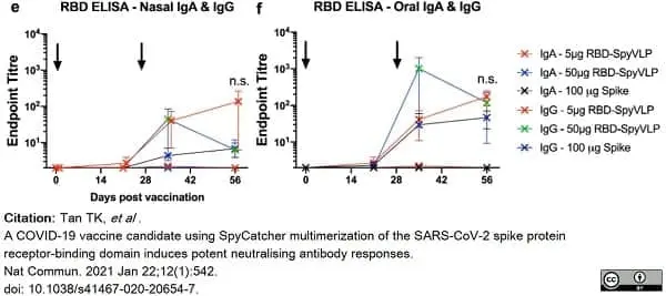Anti Pig IgA Antibody gallery image 5